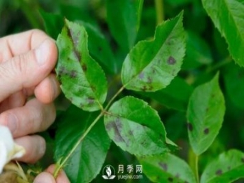 注意！夏秋大雨過后極易誘發(fā)月季黑斑病