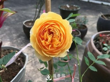 盆栽月季樹養(yǎng)植常見問題有哪些？