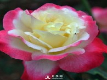 月季扦插有什么技巧？南陽月季告訴你