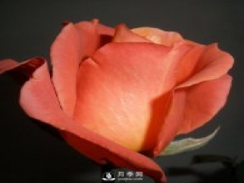 南陽月季給你介紹月季花譜
