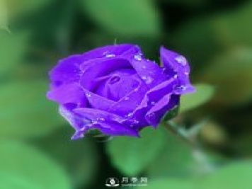 月季網(wǎng)說說月季的主要用途是哪些方面？