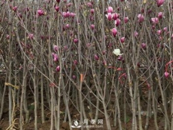 紅玉蘭樹的病害防治要怎么做？