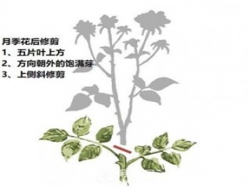 盛花期后，必須要對(duì)月季做的兩件事！