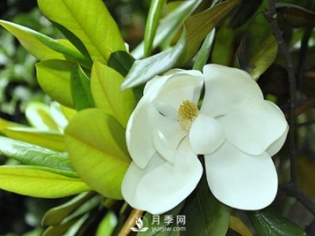 如何區(qū)分廣玉蘭、白玉蘭和二喬玉蘭？