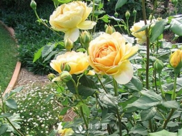 冬季來臨應(yīng)該如何讓養(yǎng)植盆栽月季樹？