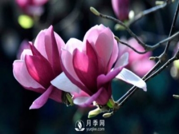 如何預(yù)防二喬玉蘭黃化病病害？