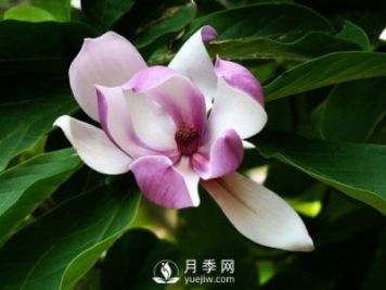 養(yǎng)護二喬玉蘭需要注意什么？