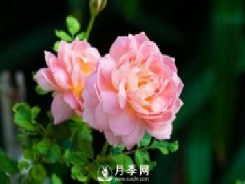 月季花第一次修剪什么時(shí)候？修剪的目的是什么