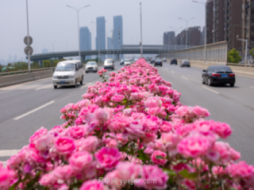 同賞一束花，共沐月季香，看南陽(yáng)月季如何變?yōu)槲錆h“街花”
