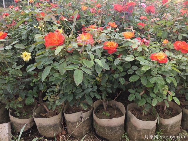 南陽花卉苗木產業(yè)發(fā)展探析：月季逢春產業(yè)興(圖3)