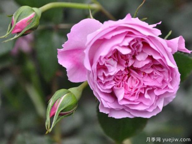 治療天使拉斐爾月季的優(yōu)缺點(diǎn)是什么？(圖1)