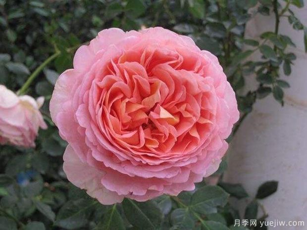2024年熱門20個經典藤本月季品種，做月季花墻你喜歡(圖15)