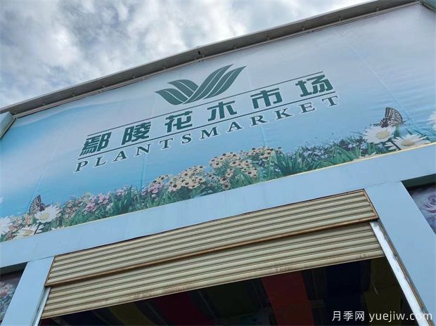 河南鄢陵花木市場(chǎng)助力鄉(xiāng)村振興 朝陽(yáng)產(chǎn)業(yè)帶來(lái)百姓致富路(圖1)