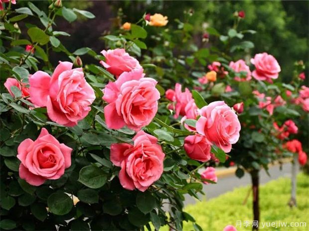 月季新芽沒有完全長出就黑了，3個原因分析和預(yù)防(圖1)
