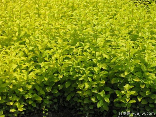草坪害蟲的特點(diǎn)與防治(圖1)