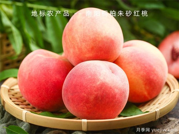 桃樹(shù)怎么管理大全？桃樹(shù)周年管理月歷表(圖1)