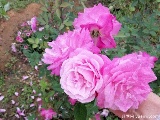 中國10大古老月季品種有哪些？花美花期長(圖2)