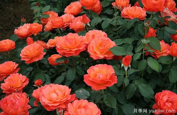 嫁接樹狀月季可以用什么品種的月季？(圖1)