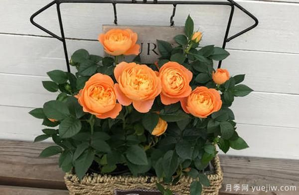 盆栽月季，選擇花盆也是一種大學(xué)問，看你是否也選的一樣(圖1)