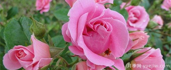 盆栽月季花，在不同時節(jié)，養(yǎng)育有什么注意點？(圖1)