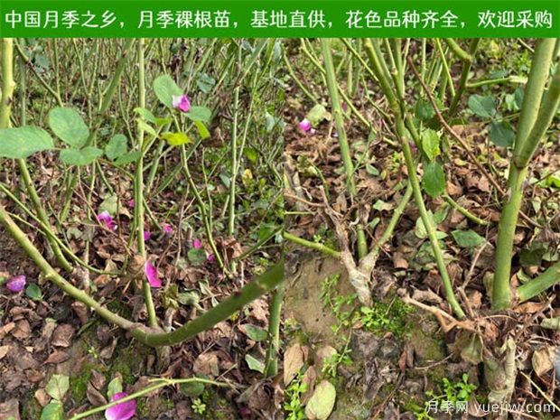 養(yǎng)護(hù)注意4點(diǎn)，提高月季裸根苗的成活率(圖1)