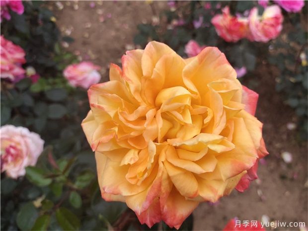 ?美麗的10種藤本月季，開花便是上百朵(圖3)
