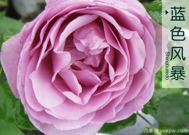 月季花有很多黃葉是怎么回事？(圖1)