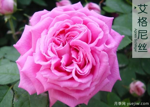 大花月季與豐花月季 你喜歡那個？(圖1)