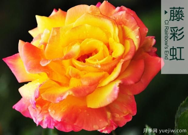 微型大花月季點(diǎn)綴陽臺(tái)有這幾種！(圖1)