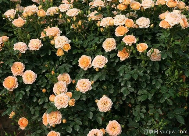 關于月季更新如何修剪和保護芽(圖1)