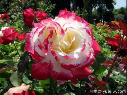 養(yǎng)花小白如何變大神？不可錯失的月季種植入門攻略（光照篇）(圖1)