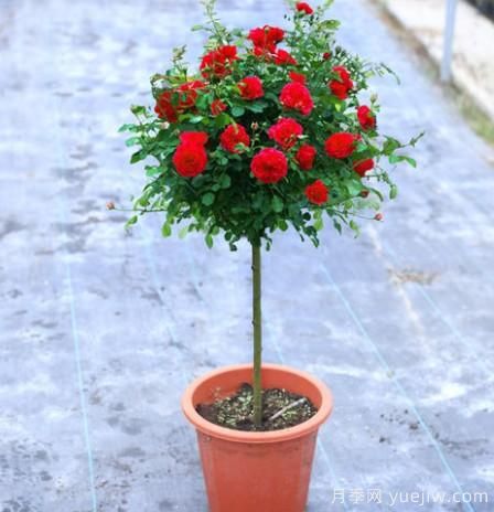 養(yǎng)花小白如何變大神？不可錯失的月季種植入門攻略（光照篇）(圖2)