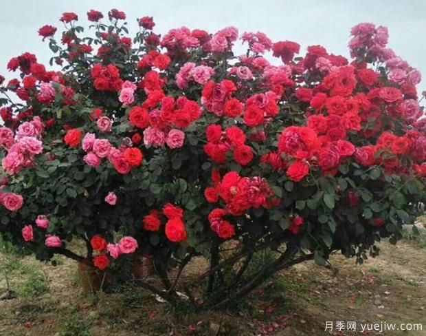 月季界的新寵——樹(shù)狀月季，好養(yǎng)又好看！(圖3)