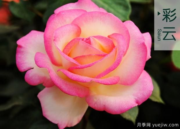 大花月季葉子發(fā)黃常見的原因有哪些？(圖1)