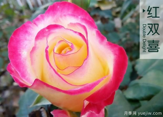 大花月季和豐花月季哪個更漂亮？二者有什么區(qū)別？(圖1)