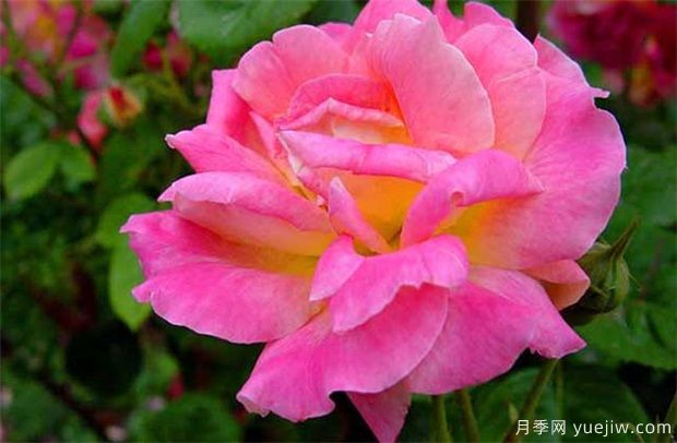 養(yǎng)一株四季花在院子里，月季還不夠？(圖1)