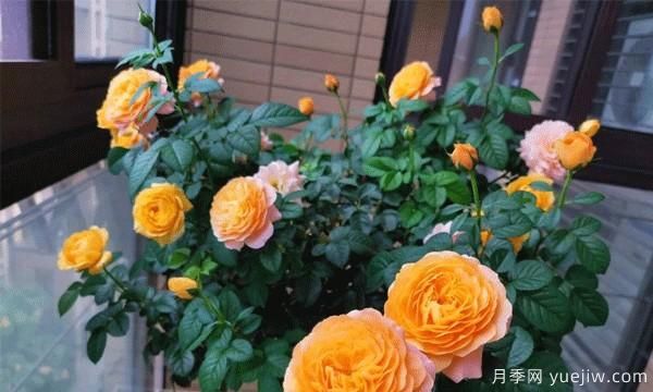 綠植盆栽是家居生活的必備點(diǎn)綴物，藤本月季為你家的陽臺流光溢彩(圖1)