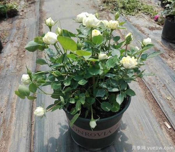 我們想要月季花，長勢壯，開花多，及時(shí)合理的修剪非常重要。(圖1)