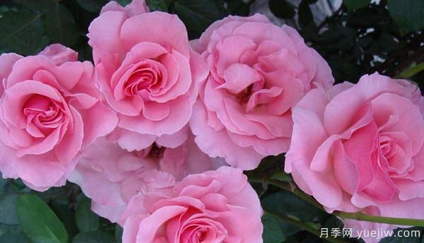 掌握以下六點(diǎn),樹狀月季養(yǎng)護(hù)不再是難題(圖1) 掌握以下六點(diǎn),樹狀月季養(yǎng)護(hù)不再是難題(圖1)