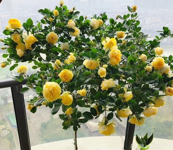 微型月季種植基保養(yǎng)自然環(huán)境和保養(yǎng)方式 很種重要，為花友們接觸煩惱(圖1)