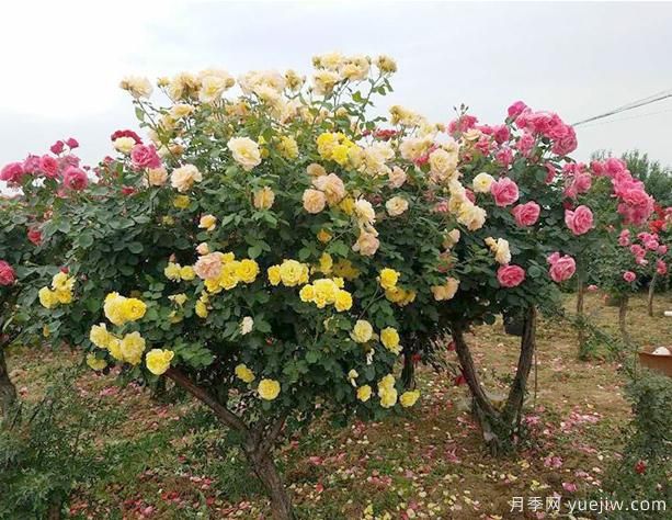 養(yǎng)樹狀月季，有哪些地方是要大家留意呢(圖1)