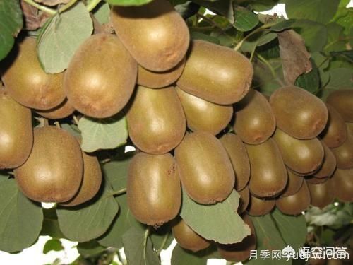 彩葉樹種哪些適合南方種植？表現(xiàn)要好些的！(圖1)