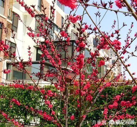 紅葉碧桃算是果樹還是綠化樹？(圖4)