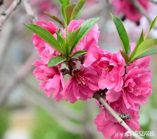 紅葉碧桃算是果樹還是綠化樹？(圖1)