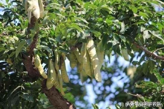 皂角樹在田間能做造型嗎？為什么？(圖2)
