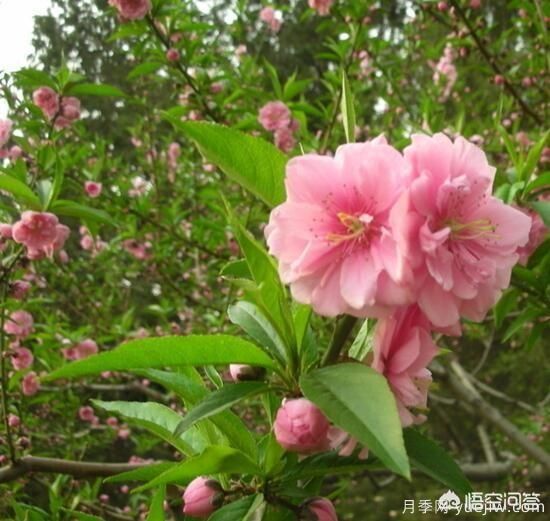 紅葉碧桃算是果樹還是綠化樹？(圖5)