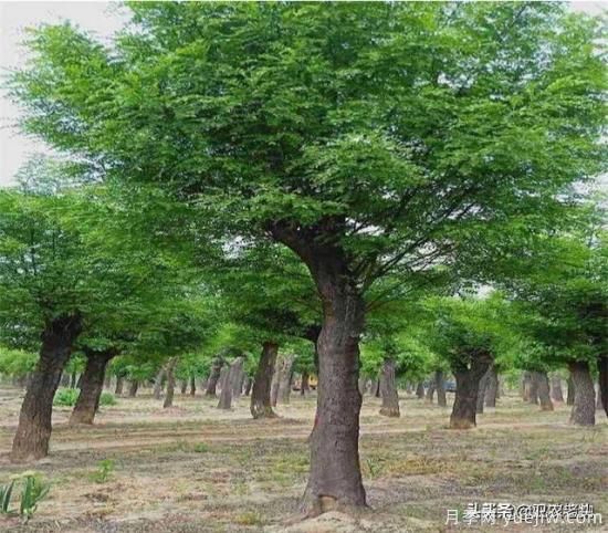 皂角樹在田間能做造型嗎？為什么？(圖1)