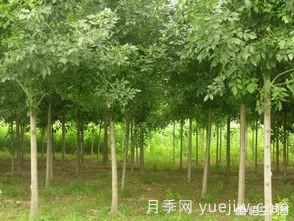現(xiàn)在什么苗木種植前景好？(圖4)