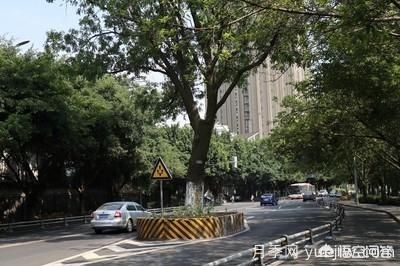 皂角樹一畝地種植多少株合適？(圖3)