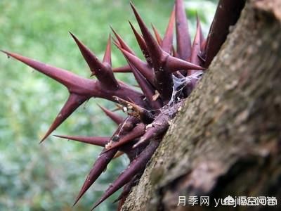 皂角樹一畝地種植多少株合適？(圖2)
